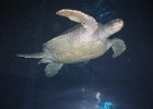 IMG 2718