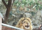 IMG 0524