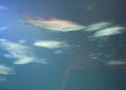 IMG 0530