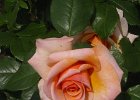 134-3446 IMG