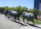 Dallas,TX