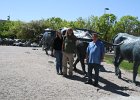 IMG 2534