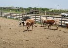 IMG 2580