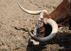 IMG 2581