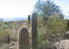 IMG 3210